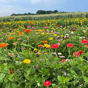 Zinnia Field Photo Day